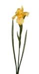 Concoral | 1210422 Iris amarilla Concoral